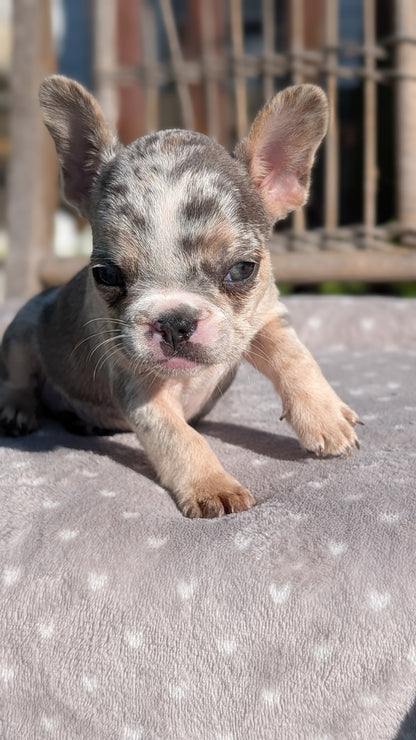 FRENCH BULLDOG (07/29) FEMALE