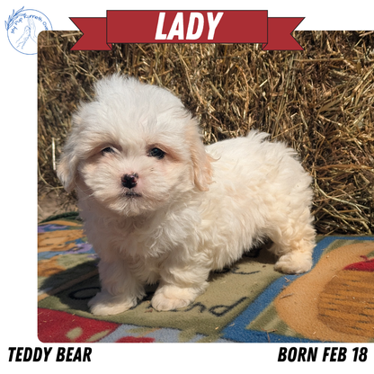 TEDDY BEAR (02/18) FEMALE