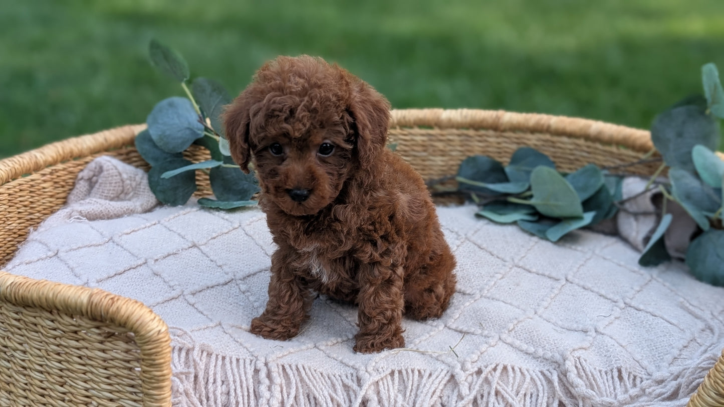 MINI POODLE (MAY 20) MALES