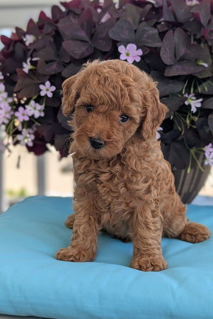 TOY POODLE (MAY 26) MALES
