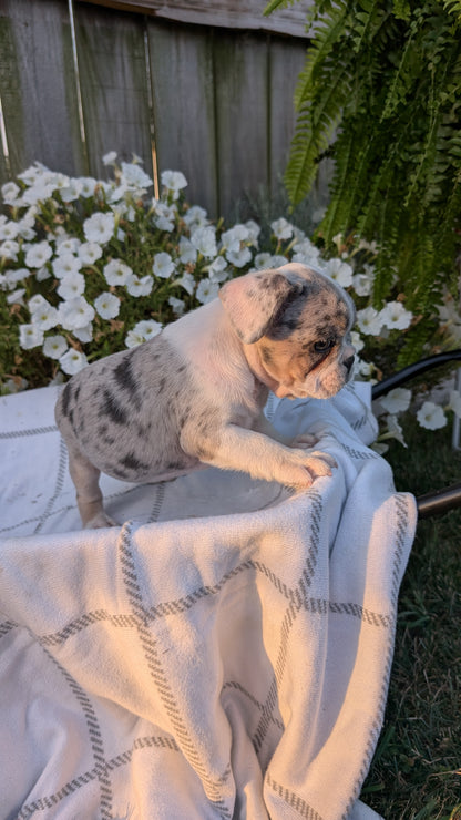 FRENCH BULLDOG (07/15) MALE