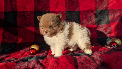 POMERANIAM (10/02) MALE