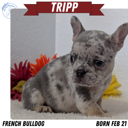 FRENCH BULLDOG (FEB 21) MALES