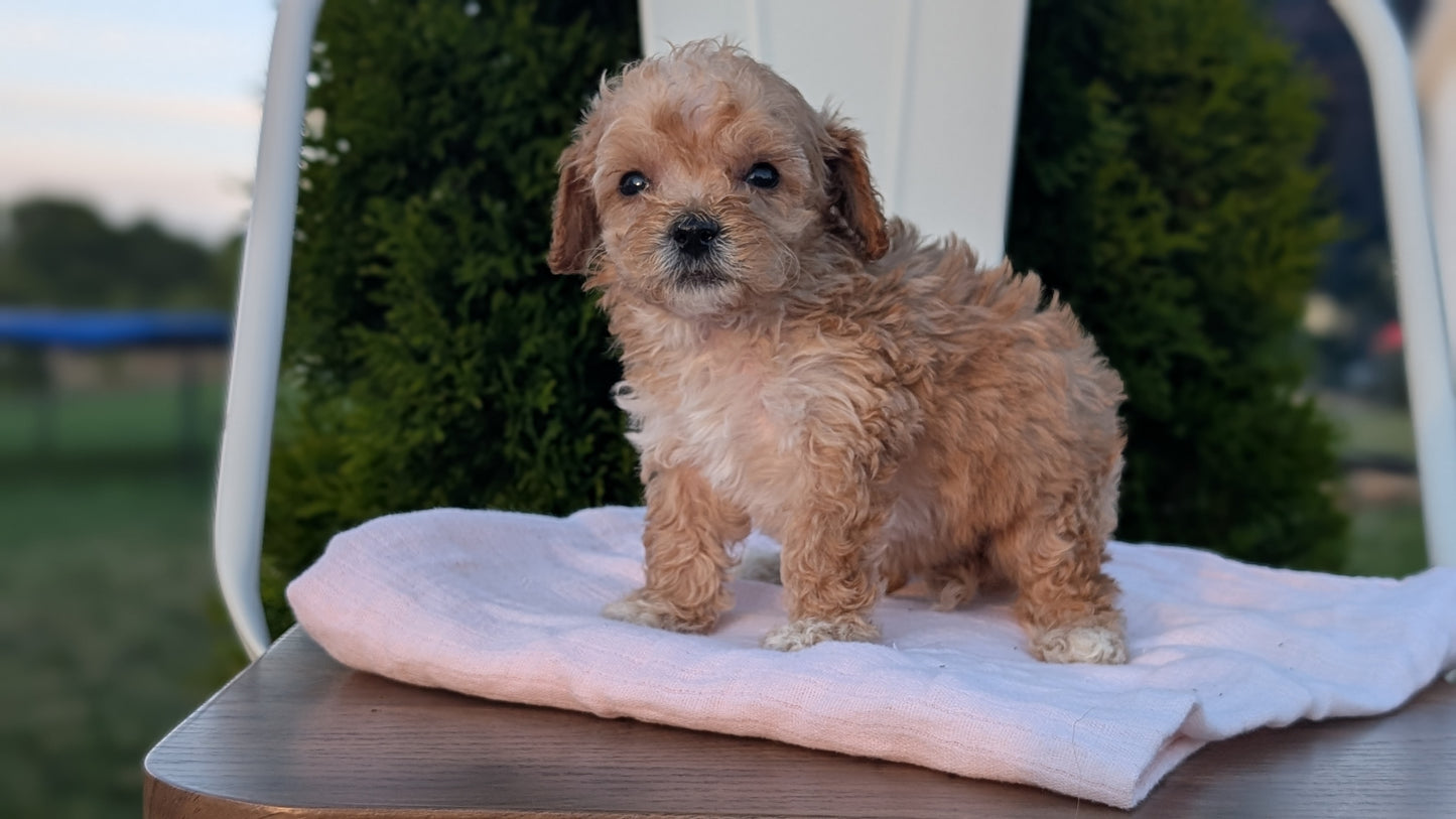 MINI POODLE (MAY 12) MALES