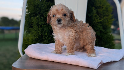 MINI POODLE (MAY 12) MALES