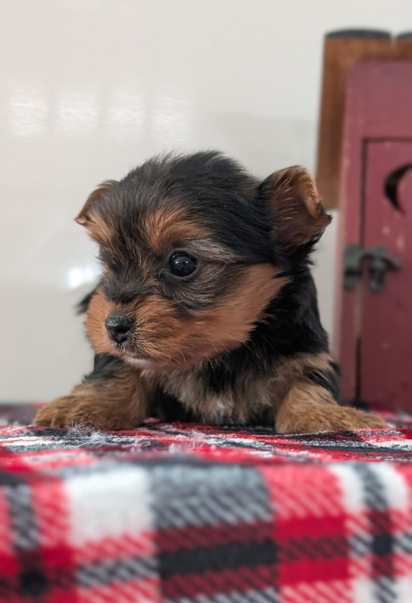 YORKSHIRE TERRIER (DEC 20) FEMALES