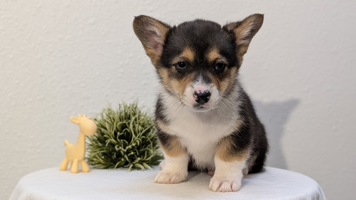 CORGI (JAN 09) MALES