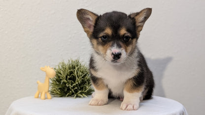 CORGI (JAN 09) MALES