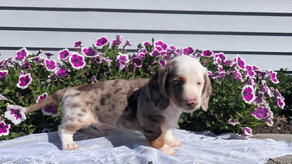MINI DACHSHUND (08/19) MALE