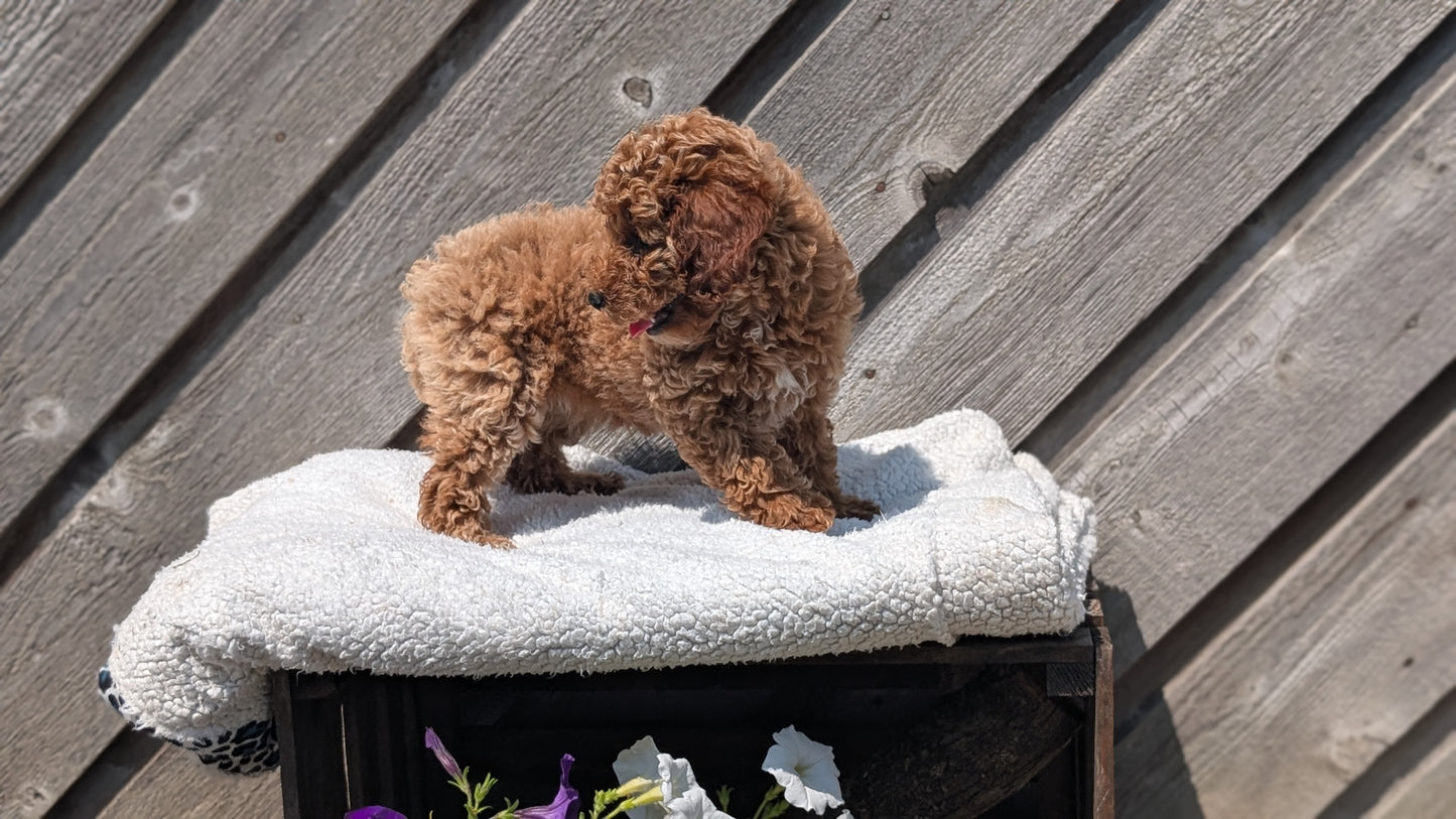 MINI POODLE (MAY 12) FEMALES