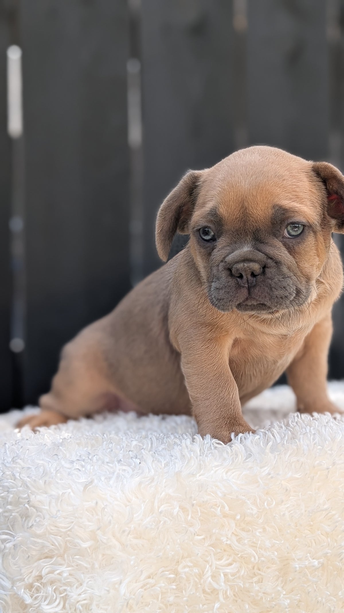 FRENCH BULLDOG (JUN 29) 3 MALES