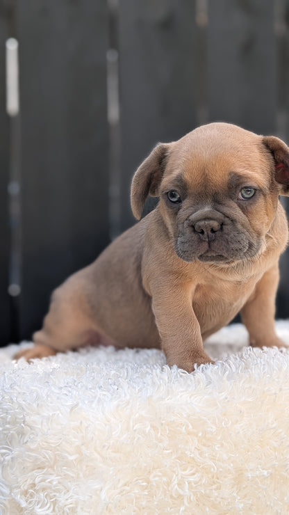 FRENCH BULLDOG (JUN 29) 3 MALES