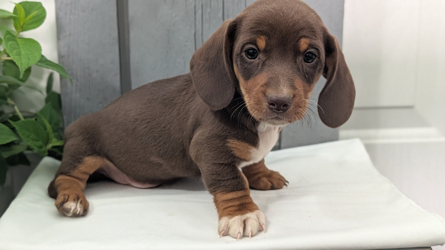 MINI DACHSHUND (MAR 23) MALES