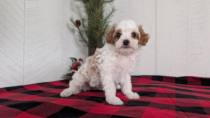 CAVAPOO (OCT 27) FEMALES