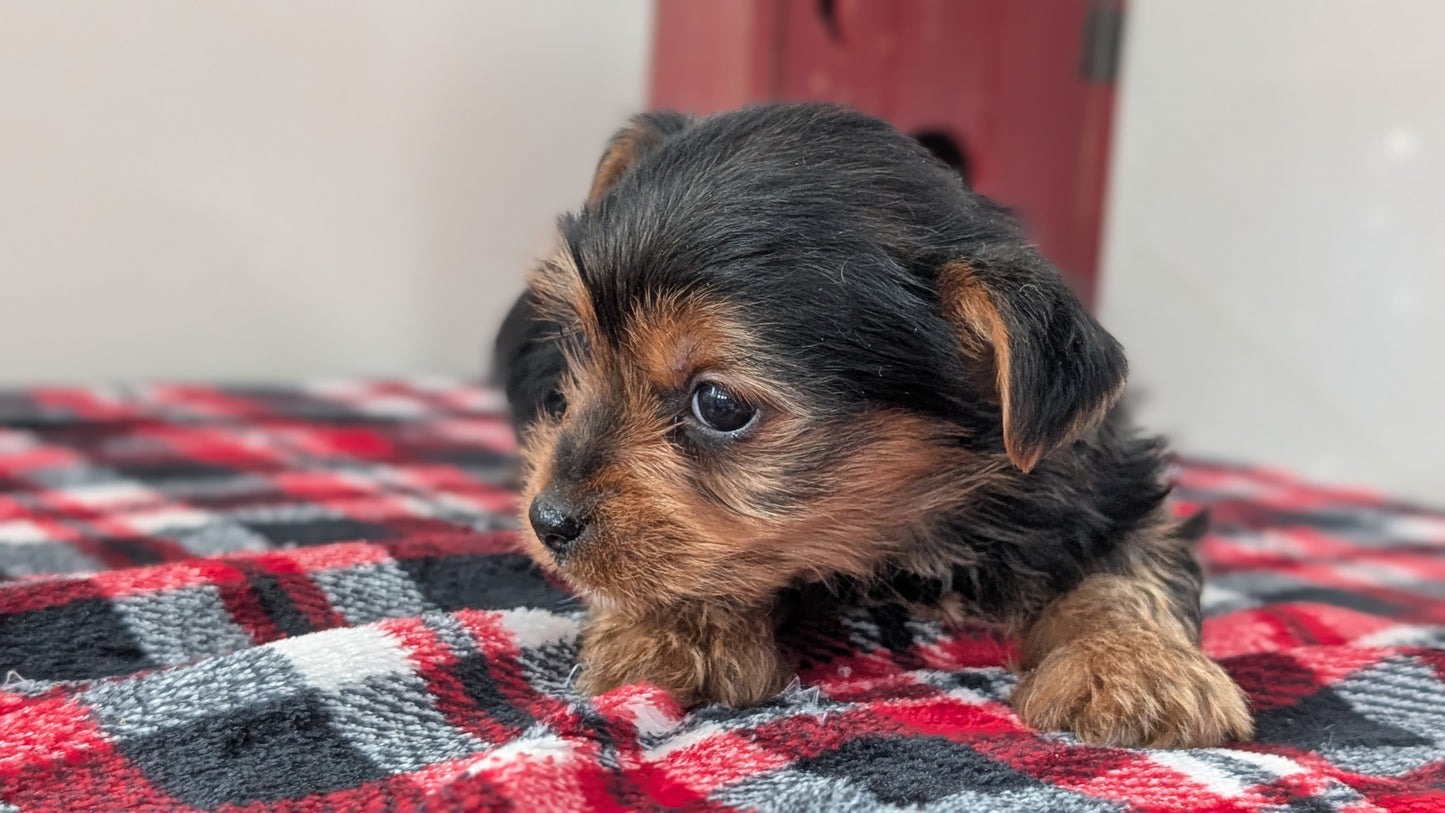 YORKSHIRE TERRIER (DEC 20) MALE