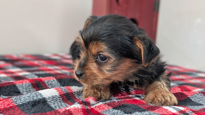 YORKSHIRE TERRIER (DEC 20) MALE
