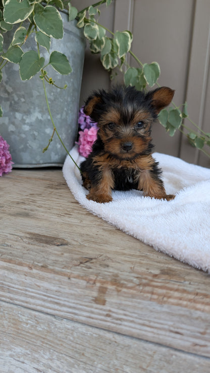 YORKSHIRE TERRIER (06/05) MALE