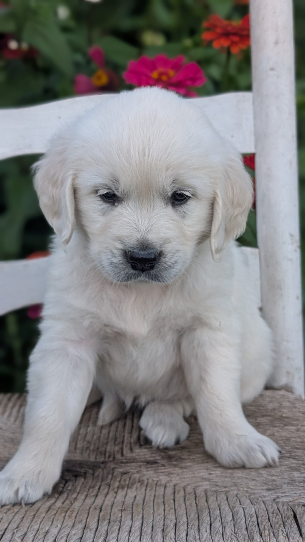 ENGLISH CREAM RETRIEVER (AUG 19) 3 MALES/4 FEMALES