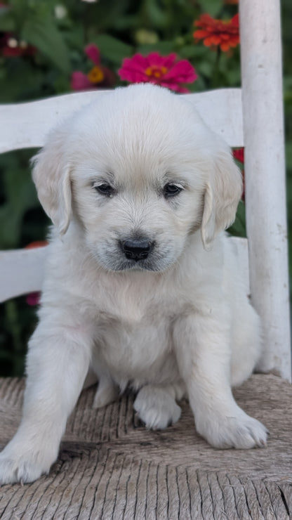 ENGLISH CREAM RETRIEVER (AUG 19) 3 MALES/4 FEMALES