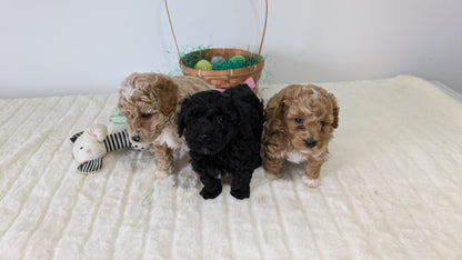 MINI POODLE (03/13) FEMALE