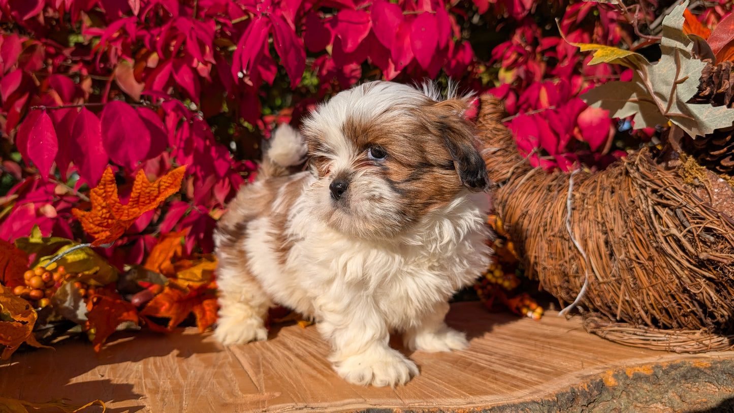 SHIH TZU (09/03) MALE