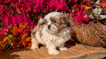 SHIH TZU (09/03) MALE
