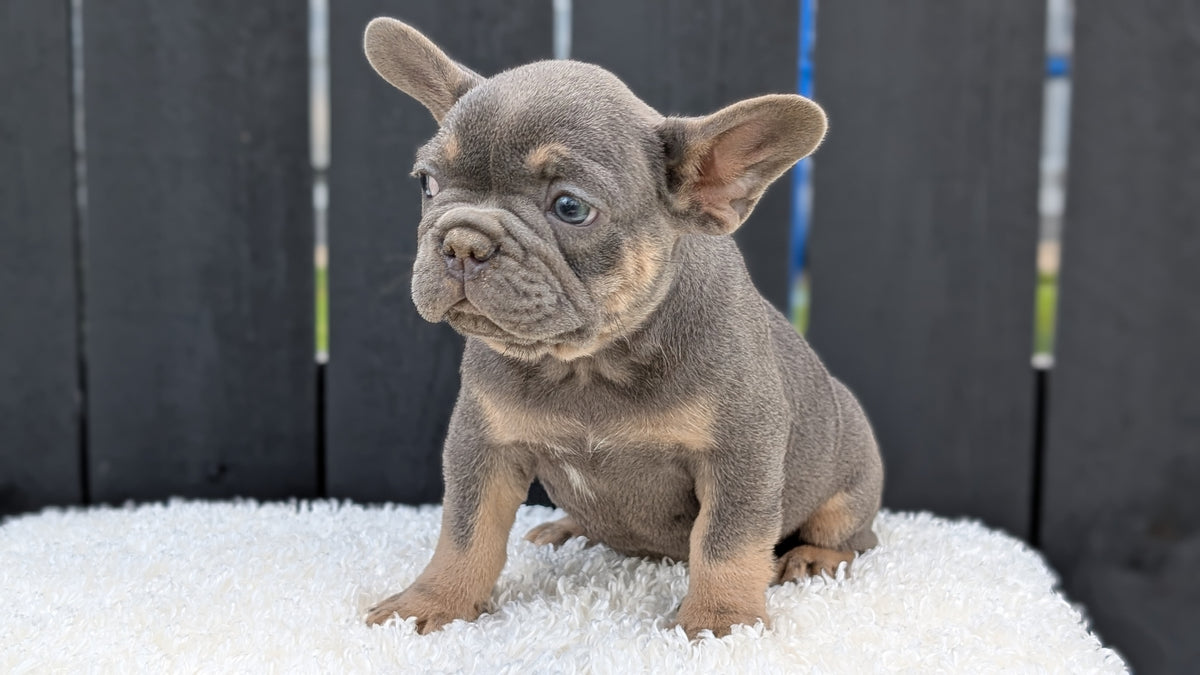 FRENCH BULLDOG (JUN 29) 3 MALES