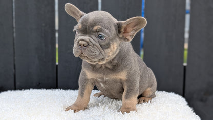FRENCH BULLDOG (JUN 29) 3 MALES