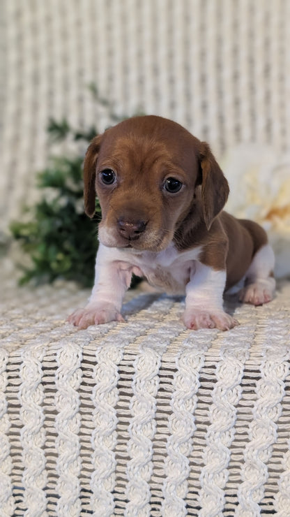 MINI DACHSHUND (JAN 16) FEMALES