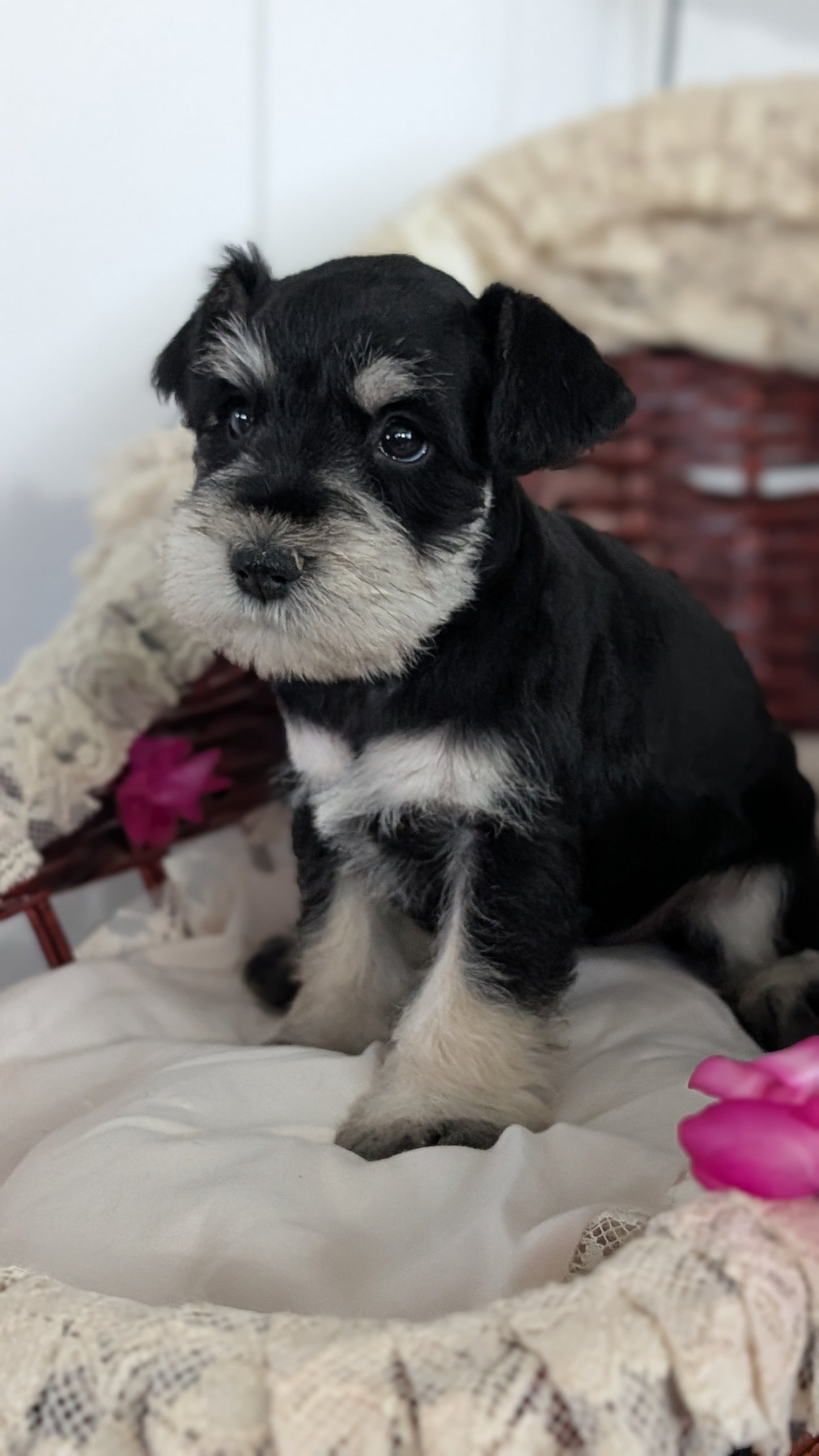 MINI SCHNAUZER (JAN 10) MALES