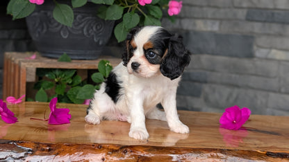 CAVALIER (JUL 29) 3 FEMALES