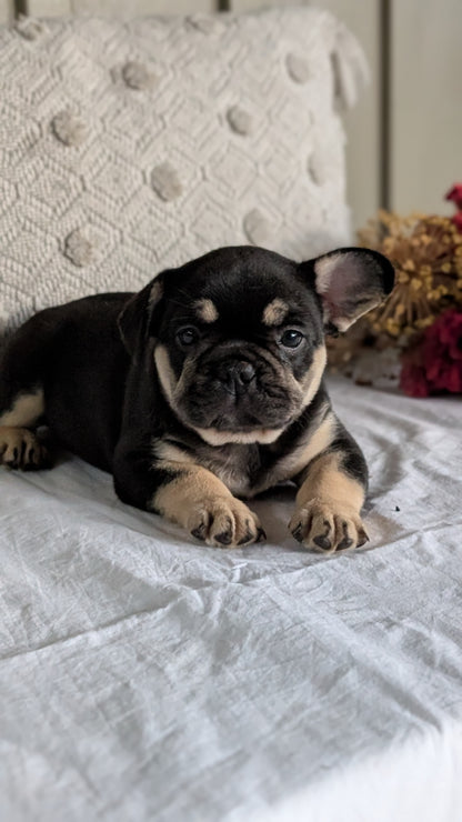 FRENCH BULLDOG (MAY 27) MALES