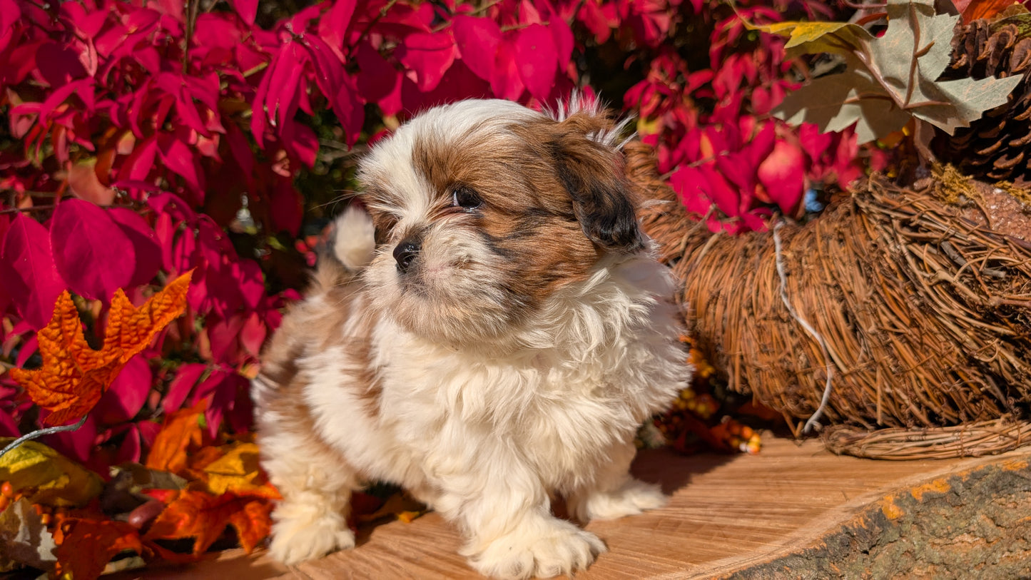 SHIH TZU (09/03) MALE