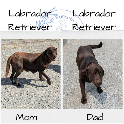 LABRADOR RETRIEVER (08/05) FEMALE
