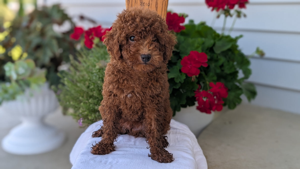 TOY POODLE (JUN 17) MALES
