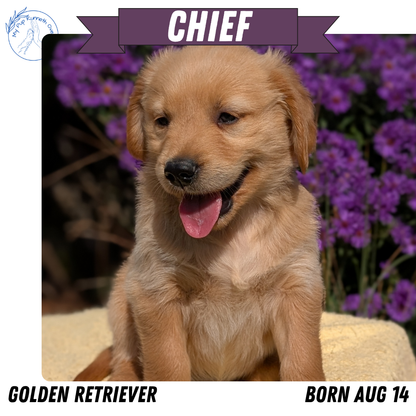 GOLDEN RETRIEVER (08/14) MALE