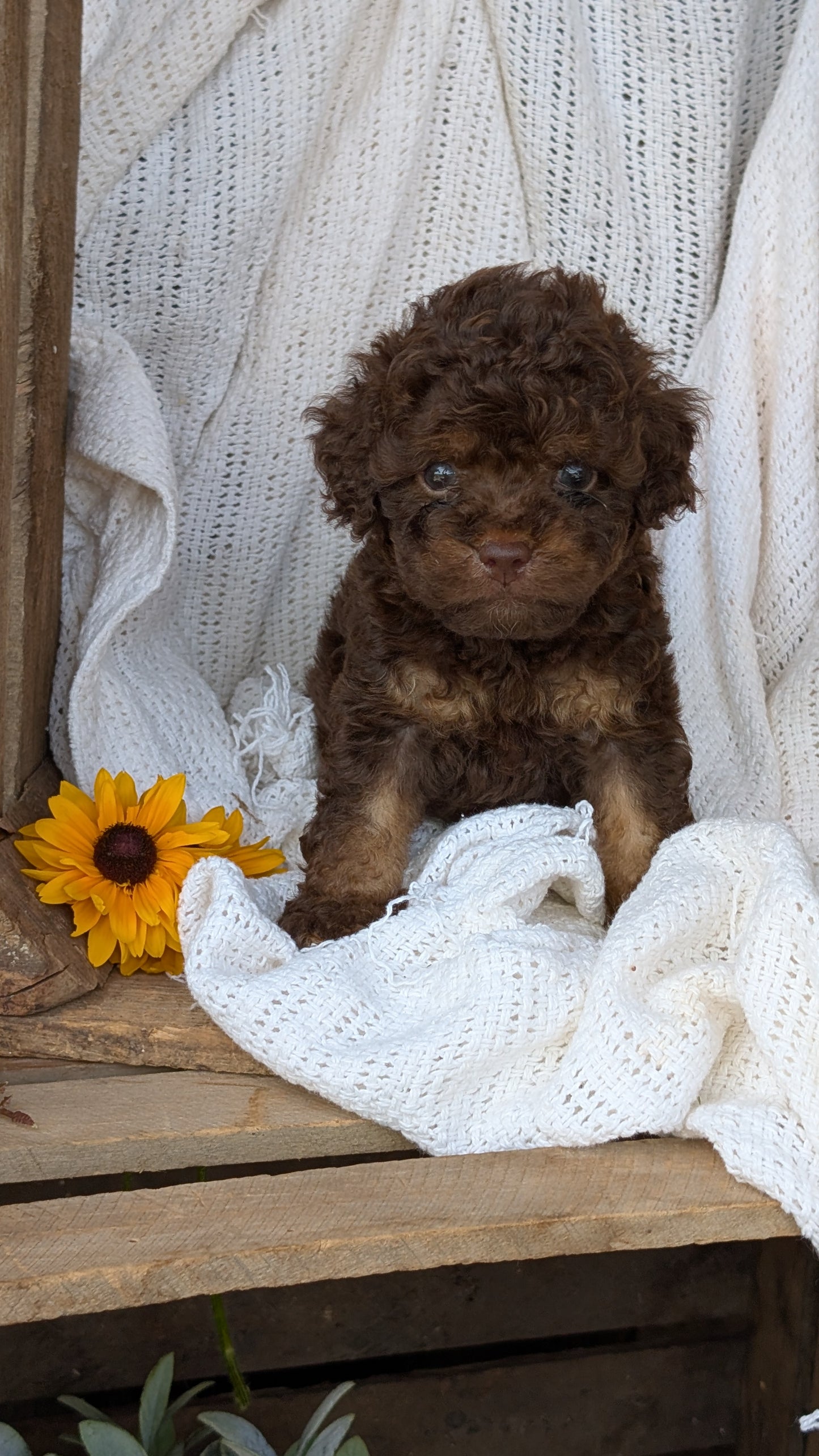 COCKAPOO (06/02) MALE