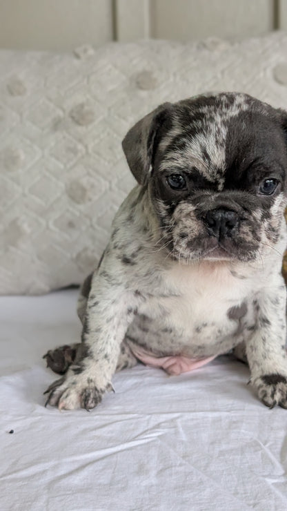 FRENCH BULLDOG (MAY 27) MALES