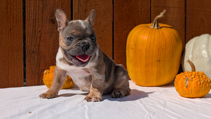 FRENCH BULLDOG (08/12) MALE