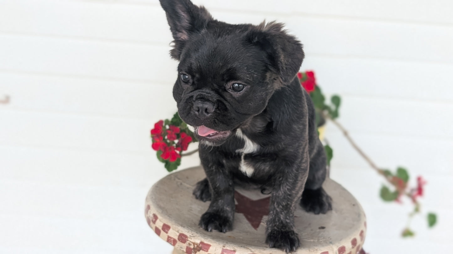 FRENCH BULLDOG (MAR 09) FEMALES