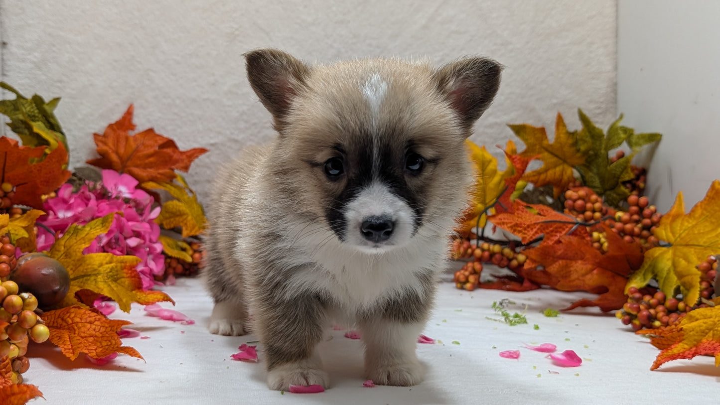 CORGI (09/17) MALE