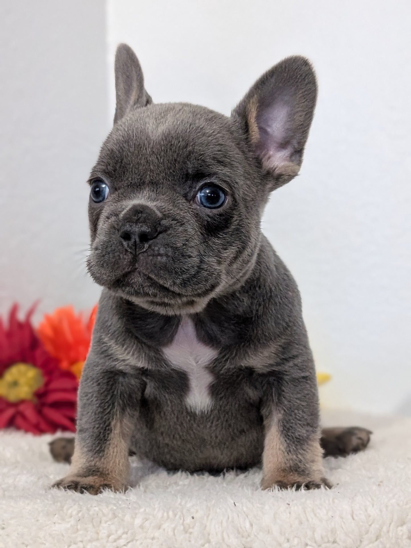 FRENCH BULLDOG (FEB 21) MALES