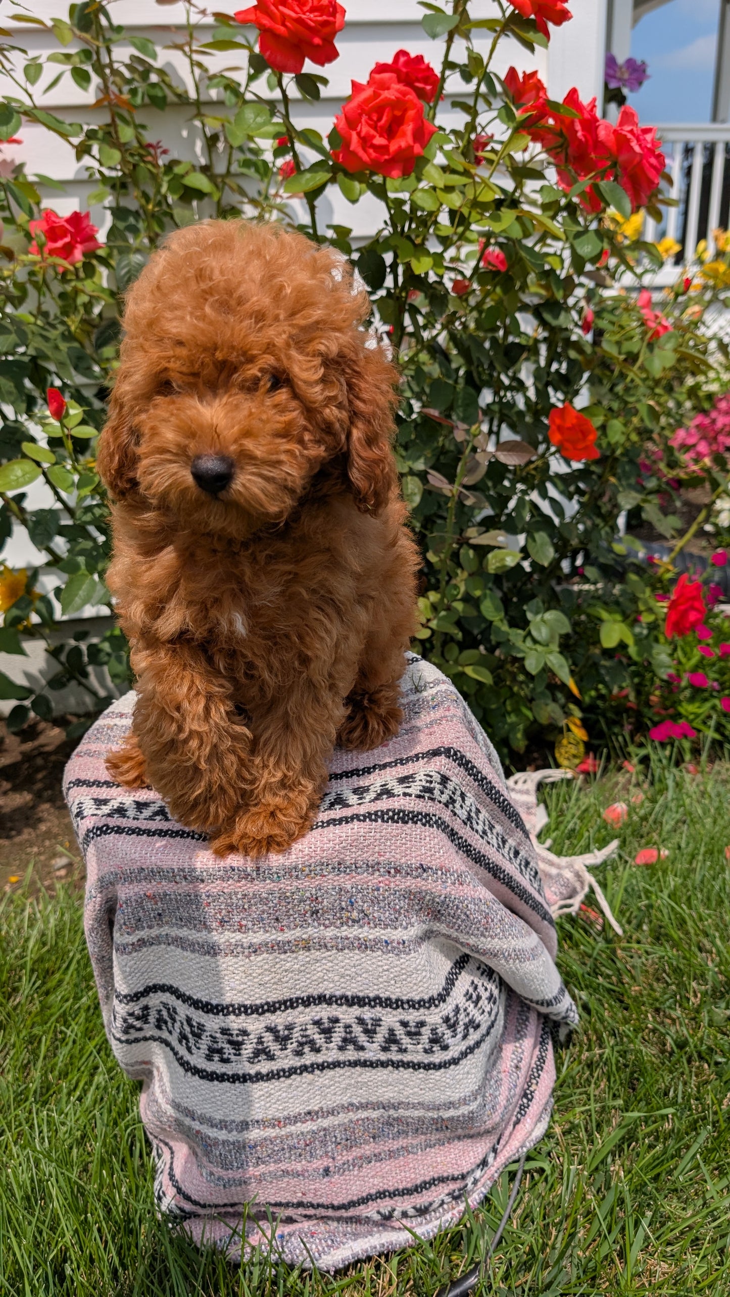TOY POODLE (05/08) MALE