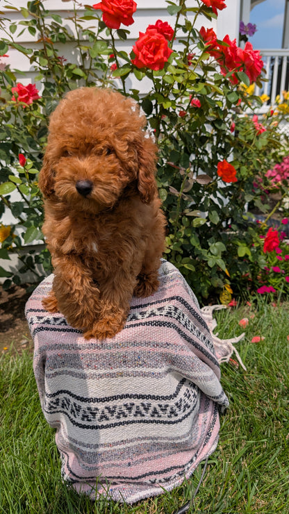 TOY POODLE (05/08) MALE