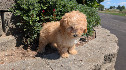 MINI POODLE (05/19) FEMALE