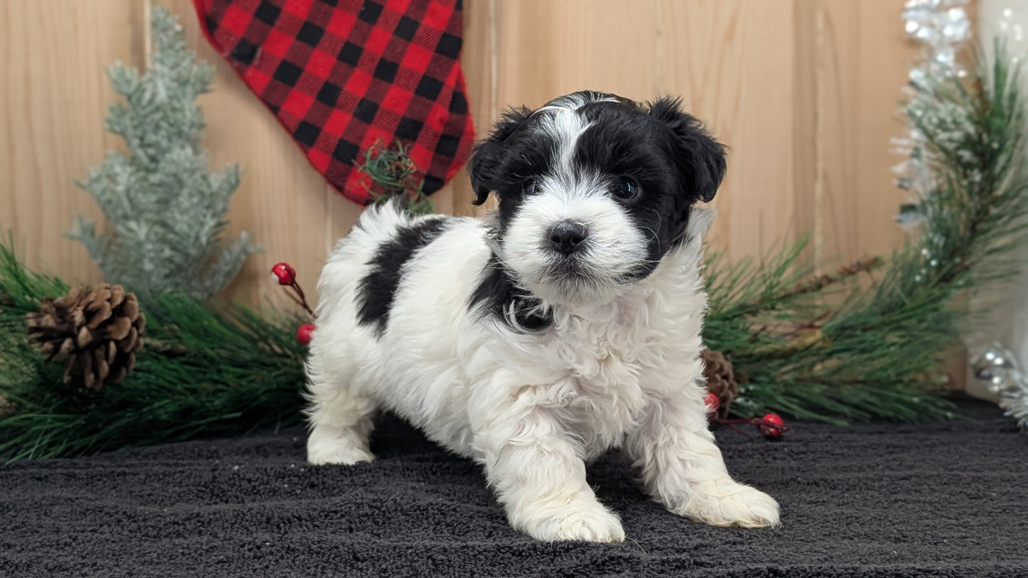 HAVANESE (OCT 25) FEMALE