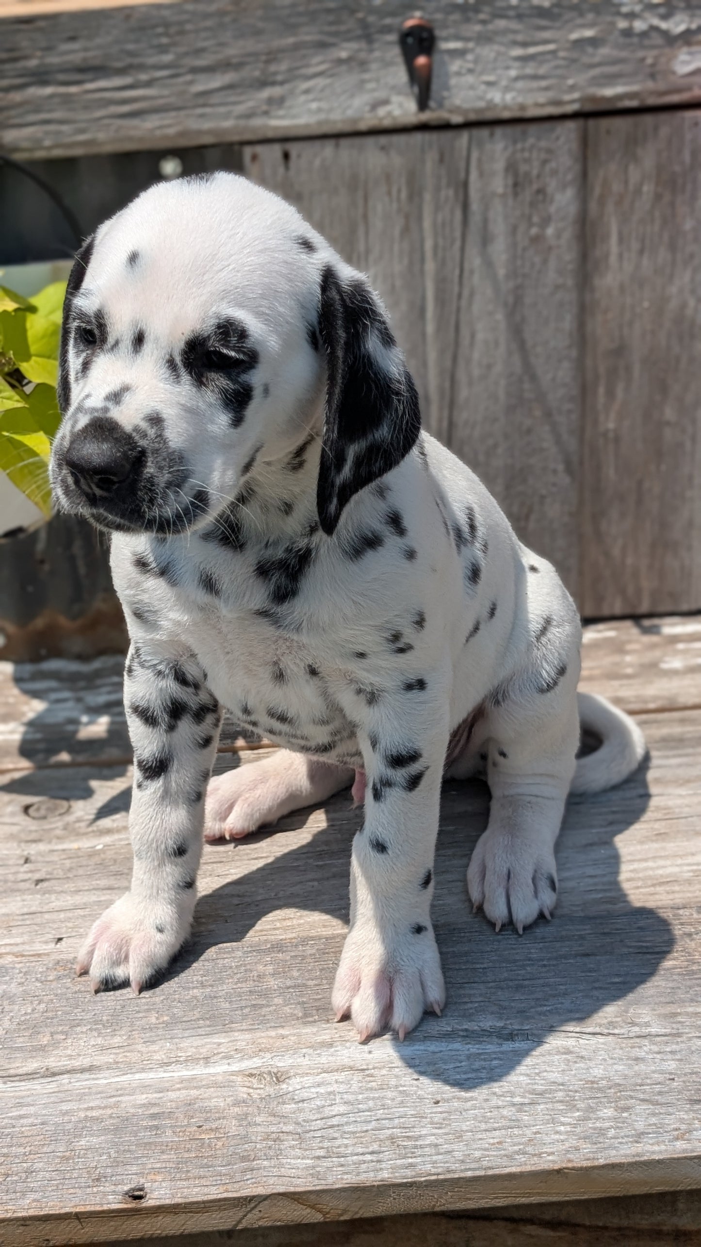 DALMATIAN (06/09) MALE