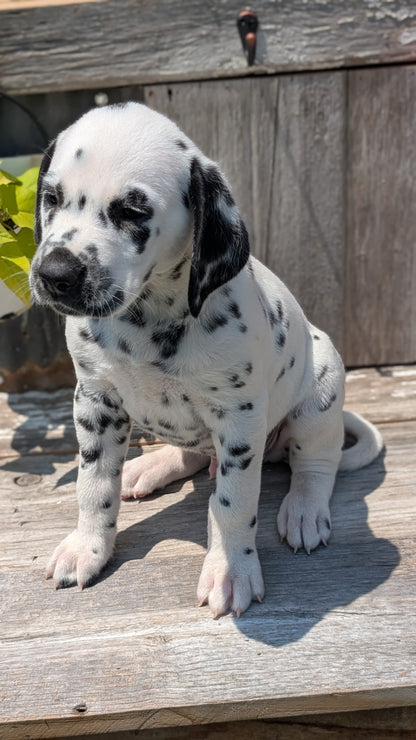 DALMATIAN (06/09) MALE