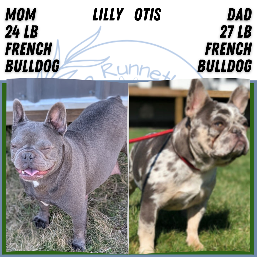 FRENCH BULLDOG (FEB 16) FEMALES
