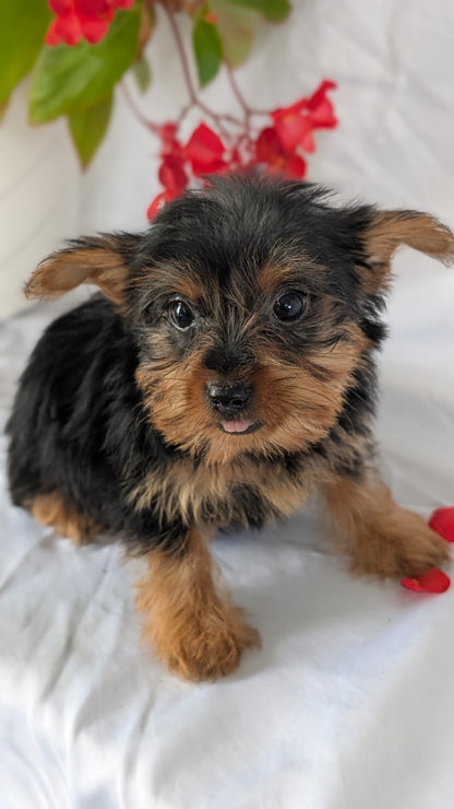YORKSHIRE TERRIER (06/14) FEMALE